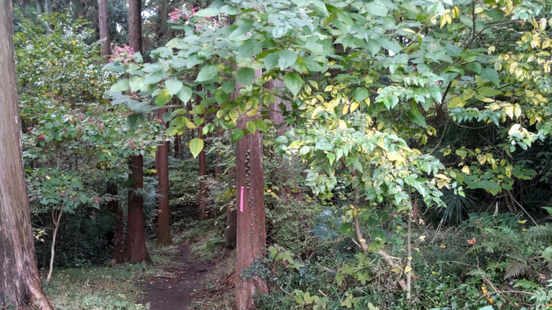 クサギの果実 横浜市旭区矢指町追分市民の森