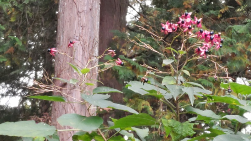 クサギの果実 横浜市旭区矢指町追分市民の森