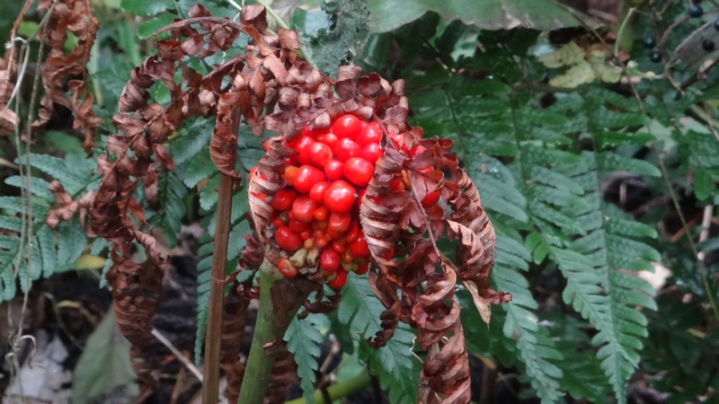 マムシグサの果実 横浜市旭区矢指町追分市民の森