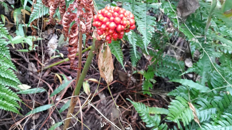 マムシグサの果実 横浜市旭区矢指町追分市民の森