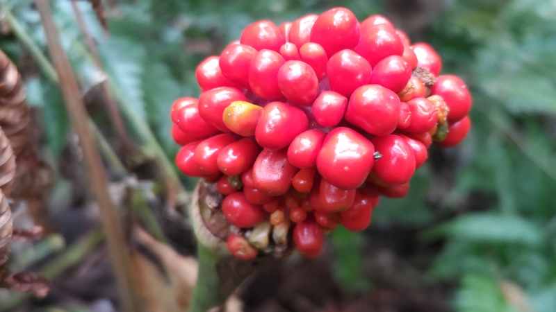 マムシグサの果実 横浜市旭区矢指町追分市民の森