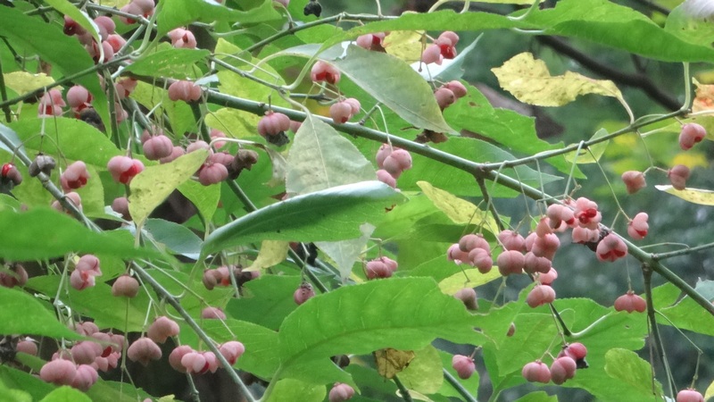マユミの果実 横浜市旭区矢指町追分市民の森