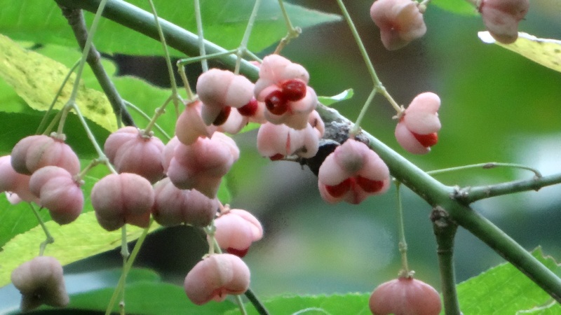 マユミの果実 横浜市旭区矢指町追分市民の森