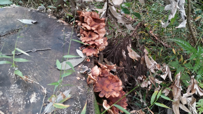 キノコ 横浜市旭区矢指町追分市民の森