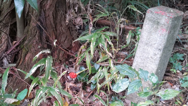 マムシグサの果実 横浜市旭区矢指町追分市民の森