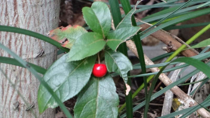 ヤブコウジの果実 横浜市旭区矢指町追分市民の森