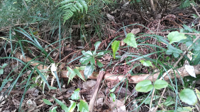 ヤブコウジの果実 横浜市旭区矢指町追分市民の森