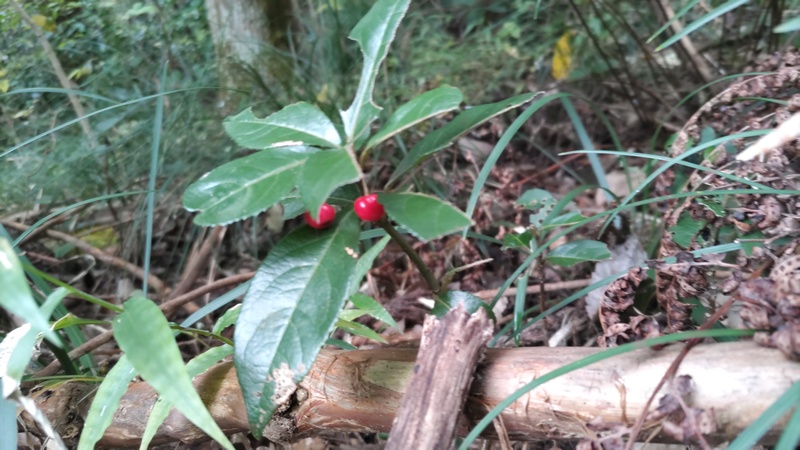 ヤブコウジの果実 横浜市旭区矢指町追分市民の森