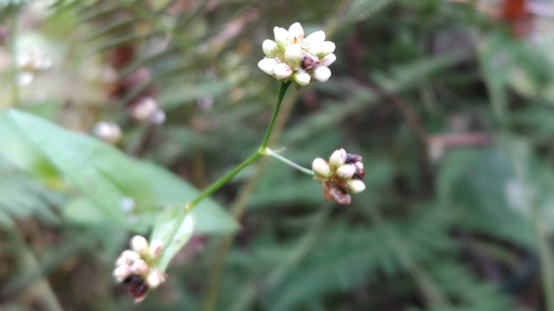 ウナギツカミの花 横浜市旭区矢指町追分市民の森