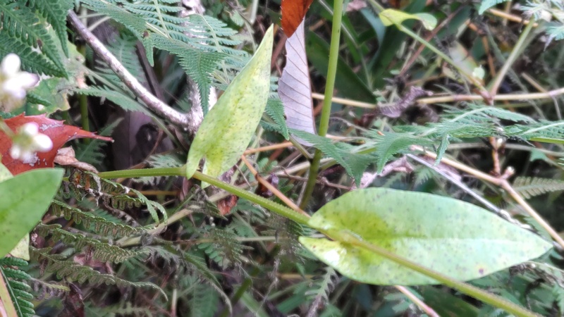 ウナギツカミの花 横浜市旭区矢指町追分市民の森
