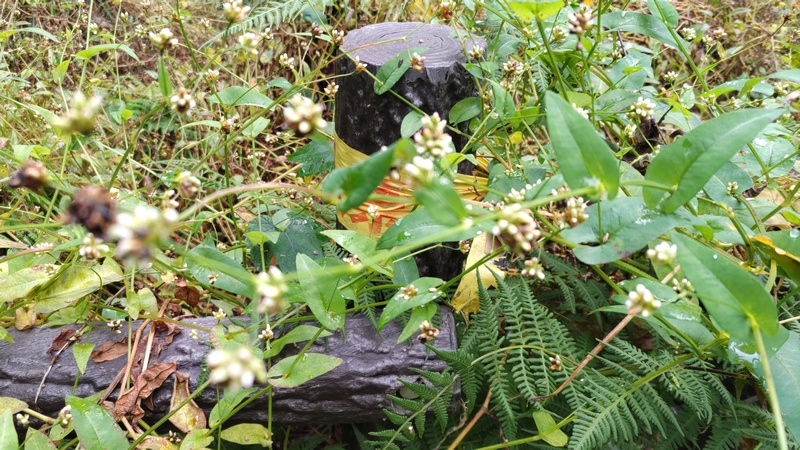 ウナギツカミの花 横浜市旭区矢指町追分市民の森