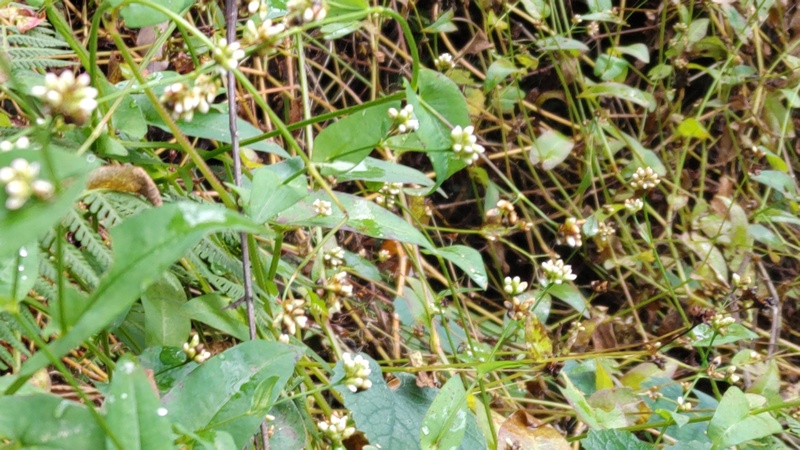 ウナギツカミの花 横浜市旭区矢指町追分市民の森