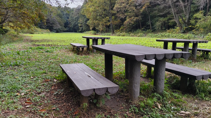 お花畑 横浜市旭区矢指町追分市民の森