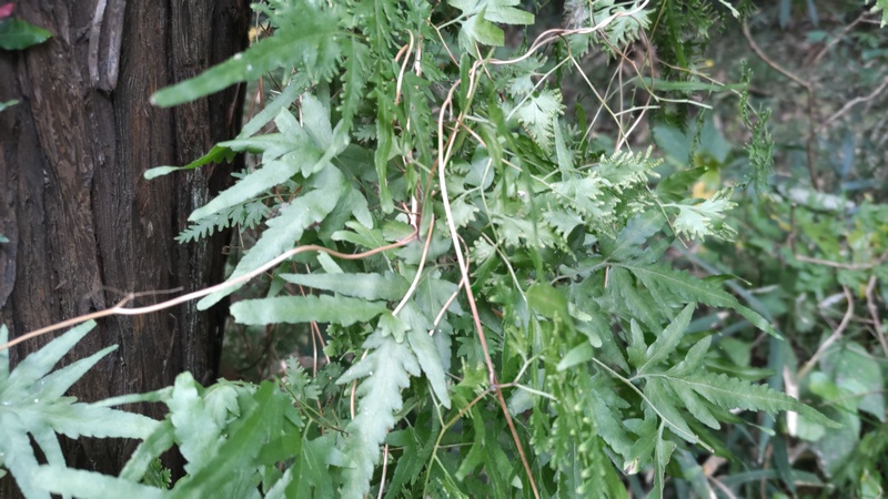 カニクサ 横浜市旭区矢指町追分市民の森