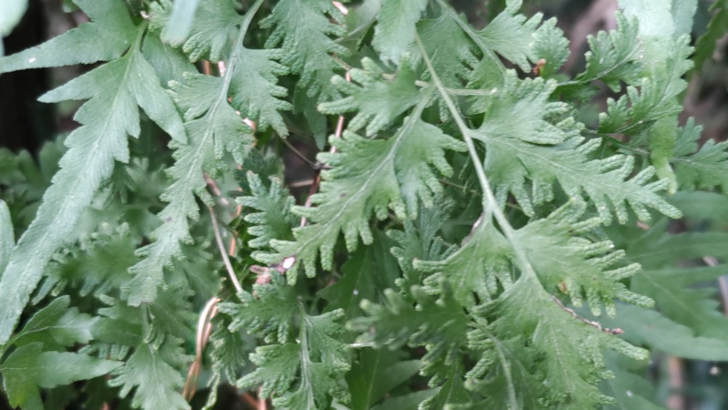 カニクサ 横浜市旭区矢指町追分市民の森