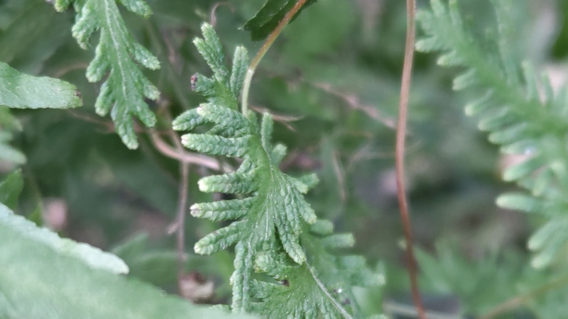 カニクサ 横浜市旭区矢指町追分市民の森