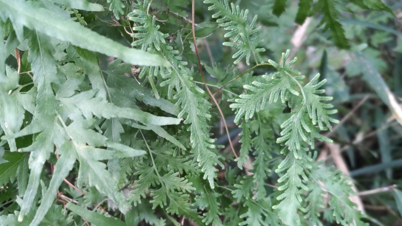 カニクサ 横浜市旭区矢指町追分市民の森