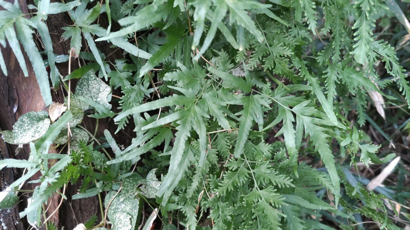 カニクサ 横浜市旭区矢指町追分市民の森