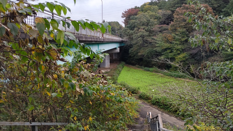 お花畑と中原街道 横浜市旭区矢指町追分市民の森