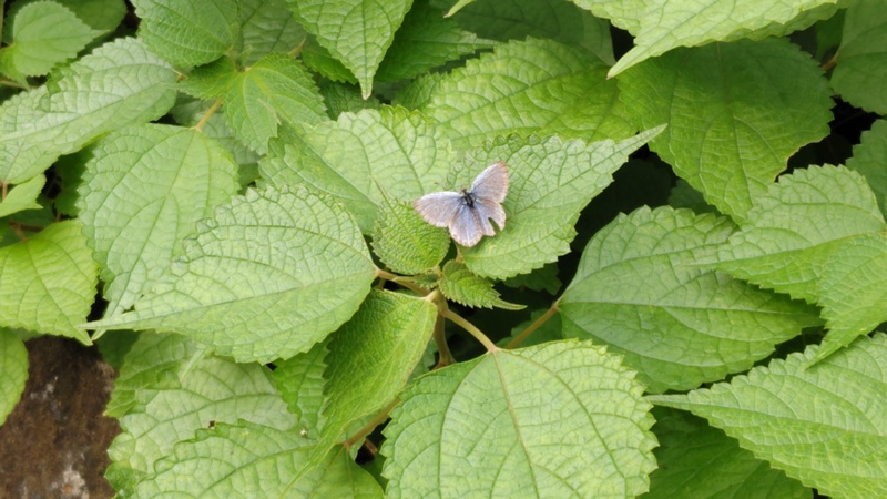 ヤマトシジミ♀ 横浜市旭区矢指町追分市民の森