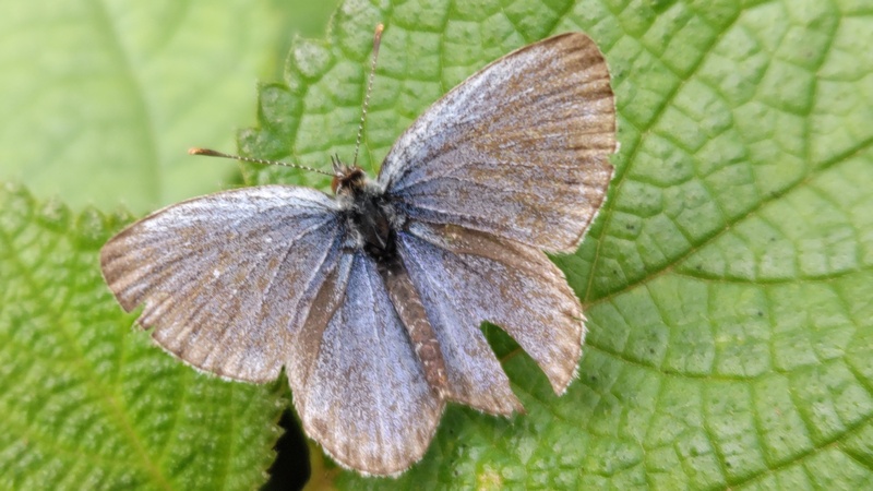 ヤマトシジミ♀ 横浜市旭区矢指町追分市民の森