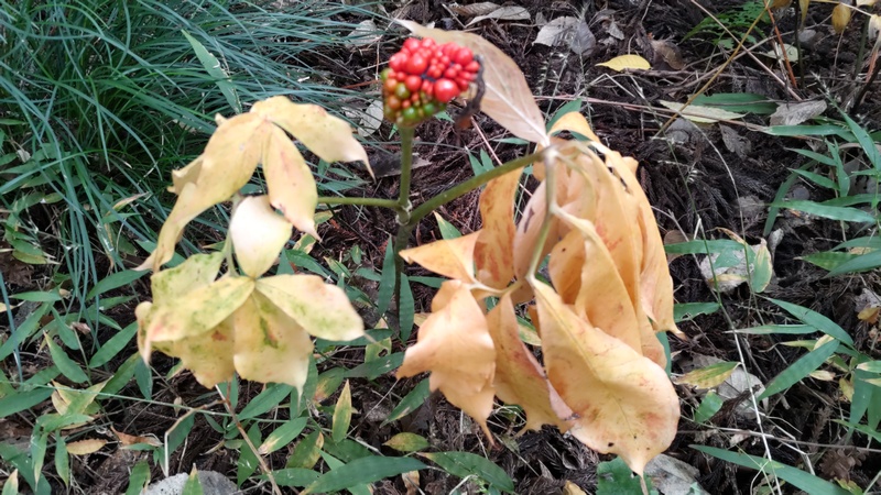 マムシグサの果実 横浜市旭区矢指町追分市民の森