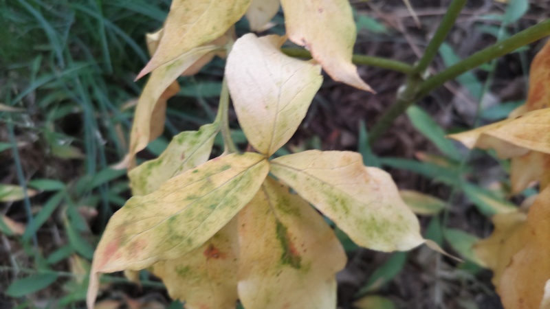 マムシグサ 横浜市旭区矢指町追分市民の森