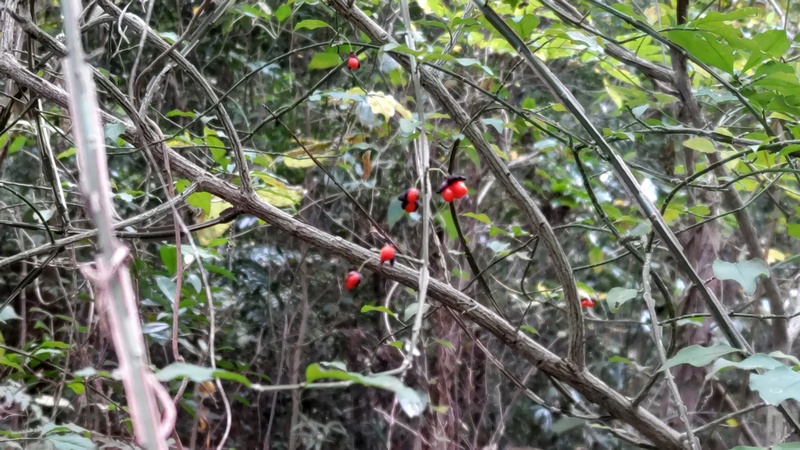 ニシキギの果実 横浜市旭区矢指町追分市民の森