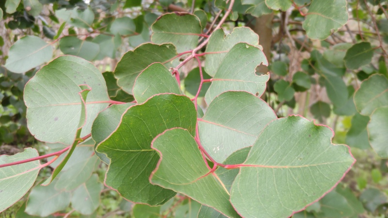 ユーカリ 横浜市旭区矢指町追分市民の森