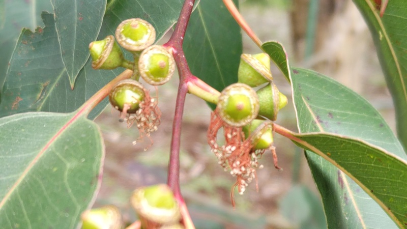 ユーカリの花後 横浜市旭区矢指町追分市民の森