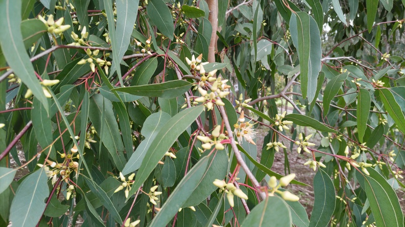 ユーカリの花 横浜市旭区矢指町追分市民の森