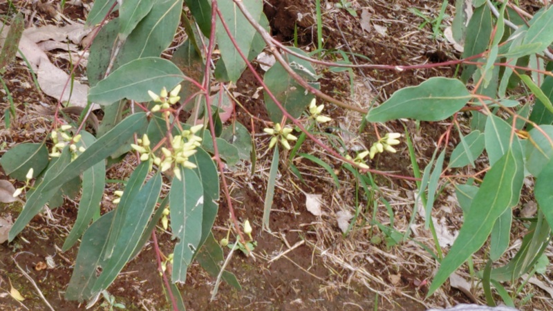 ユーカリの花 横浜市旭区矢指町追分市民の森