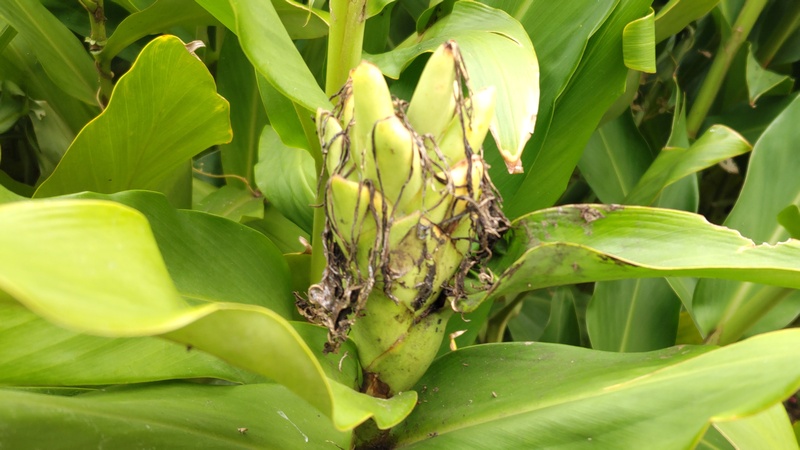 ハナシュクシャの若い果実 横浜市旭区下川井町