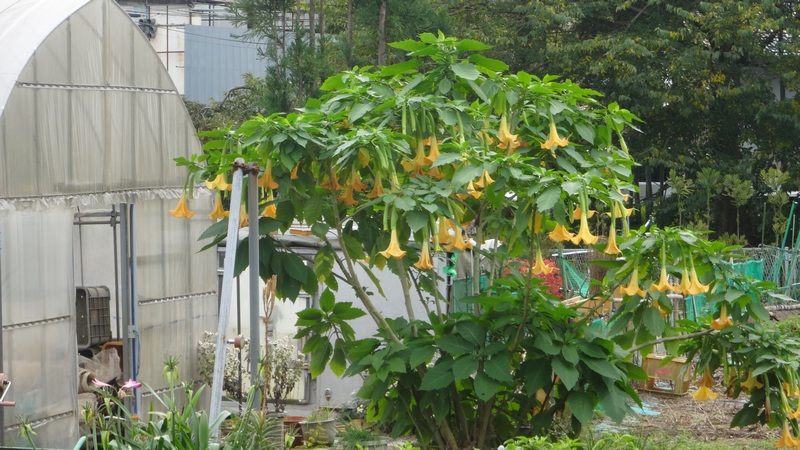 キダチチョウセンアサガオの花 横浜市旭区下川井町