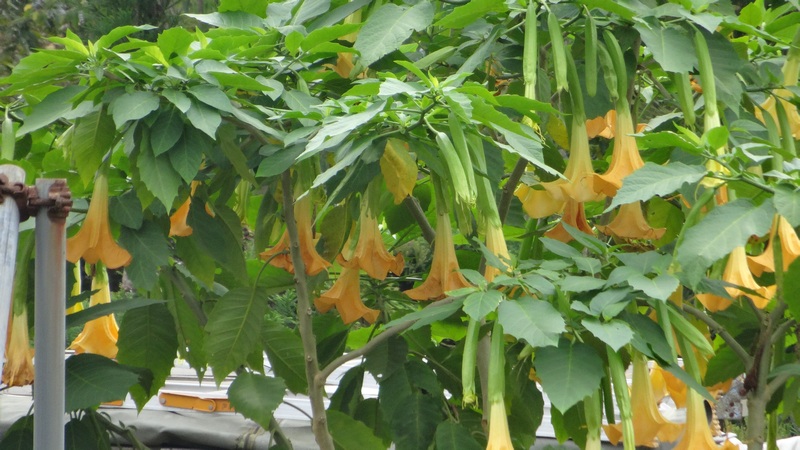 キダチチョウセンアサガオの花 横浜市旭区下川井町