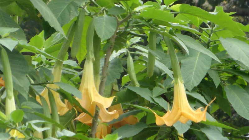 キダチチョウセンアサガオの花 横浜市旭区下川井町