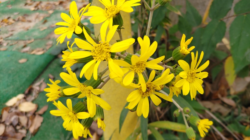 ツワブキの花 横浜市旭区下川井町