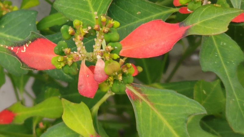 ショウジョウソウの花 横浜市旭区下川井町