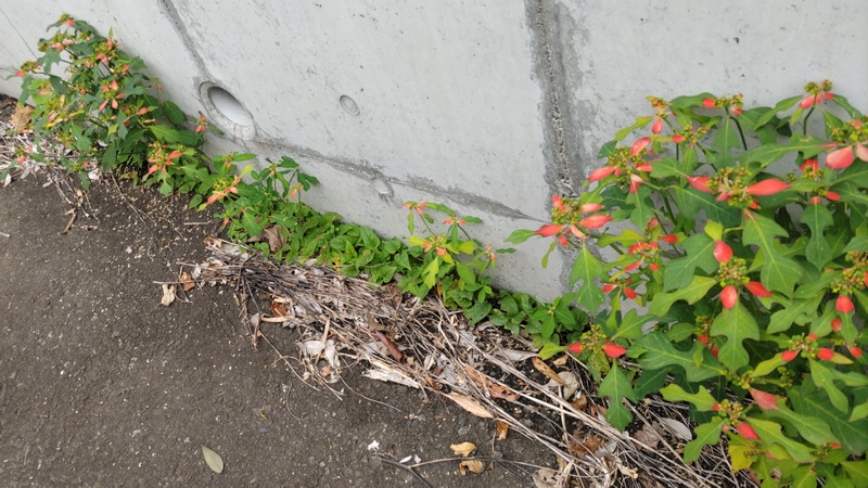 ショウジョウソウの花 横浜市旭区下川井町