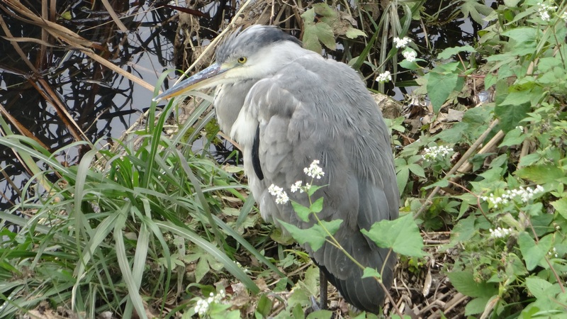 アオサギ 横浜市旭区今宿南町