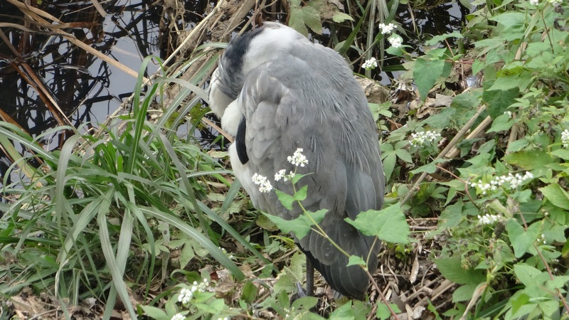 アオサギ 横浜市旭区今宿南町
