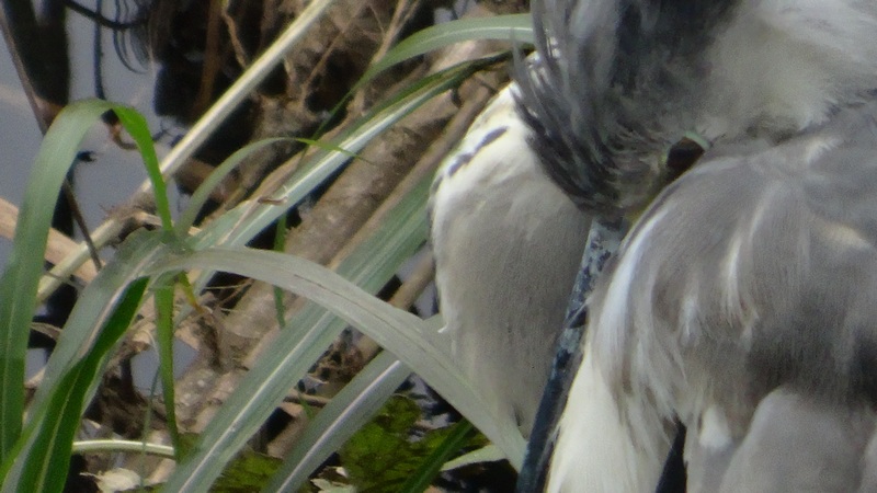 アオサギ 横浜市旭区今宿南町