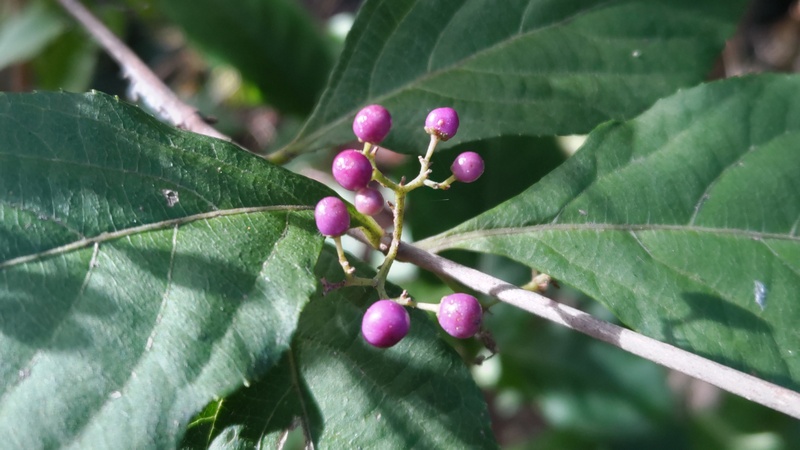 ムラサキシキブの果実 横浜市旭区希望が丘水の森公園
