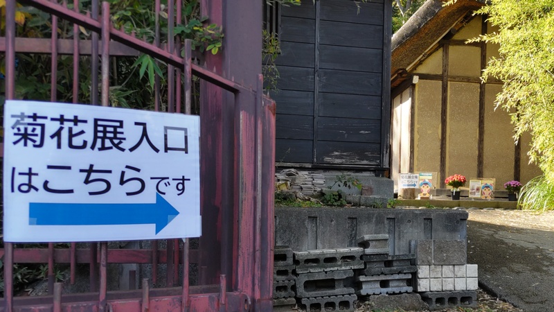 菊花展 横浜市瀬谷区長屋門公園