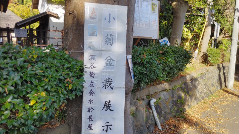 小菊盆栽展示 横浜市瀬谷区長屋門公園