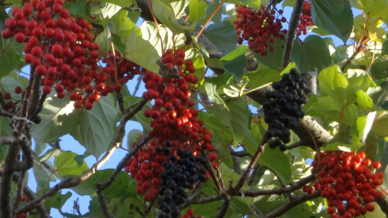 イイギリの果実 川崎市幸区さいわいふるさと公園