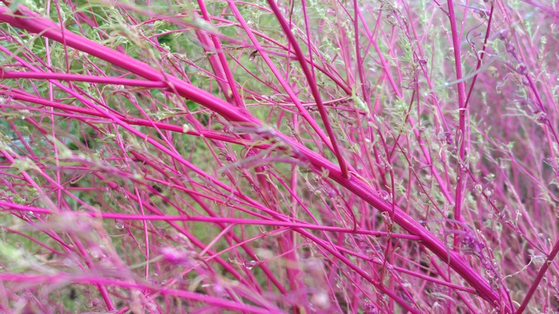 ホウキギ 川崎市幸区さいわいふるさと公園