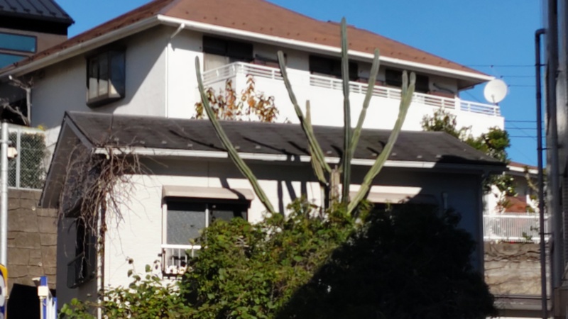 サボテン 横浜市保土ケ谷区星川