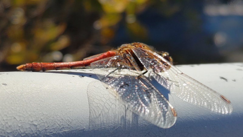 アキアカネ 横浜市旭区今宿南町