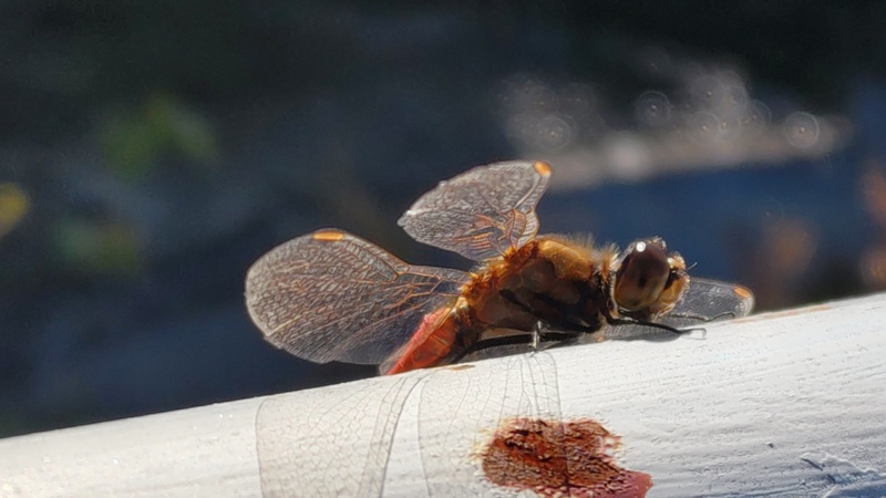 アキアカネ 横浜市旭区今宿南町